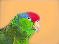 Amazon Parrot Lucy